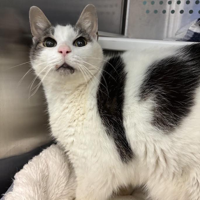Enlarge Cartman, a Adoptable Domestic Short Hair in Pittsburgh, PA image 3/6
