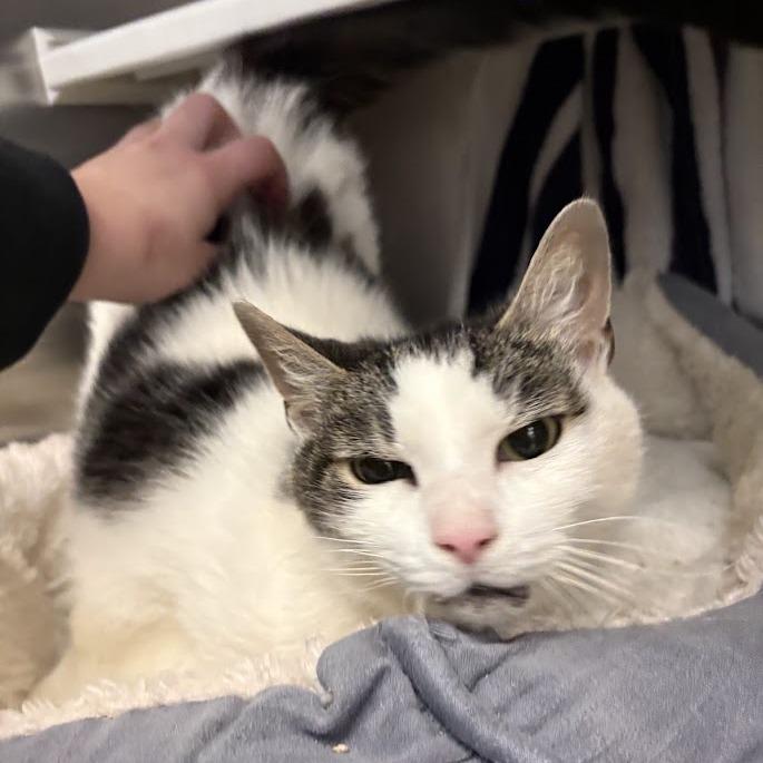 Enlarge Cartman, a Adoptable Domestic Short Hair in Pittsburgh, PA image 4/6