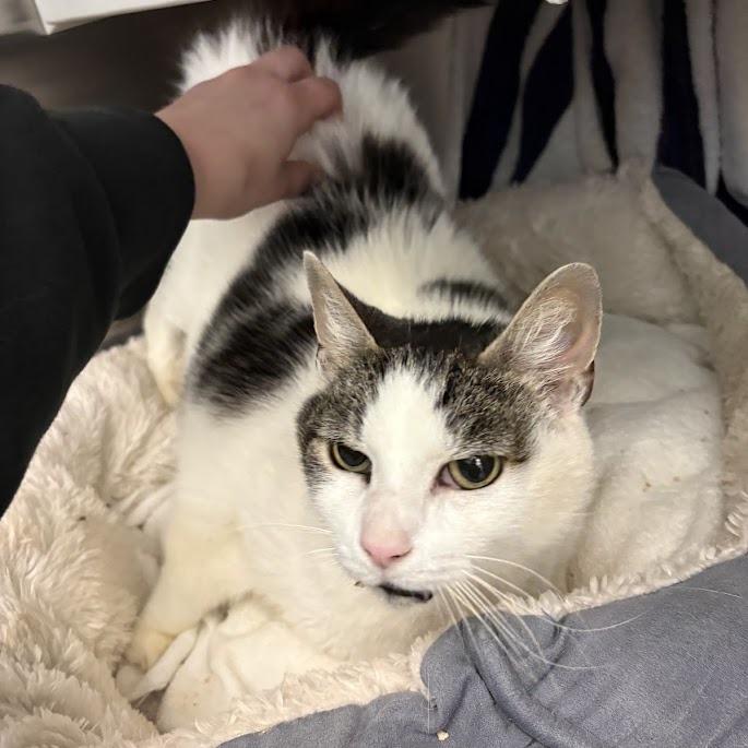 Enlarge Cartman, a Adoptable Domestic Short Hair in Pittsburgh, PA image 5/6