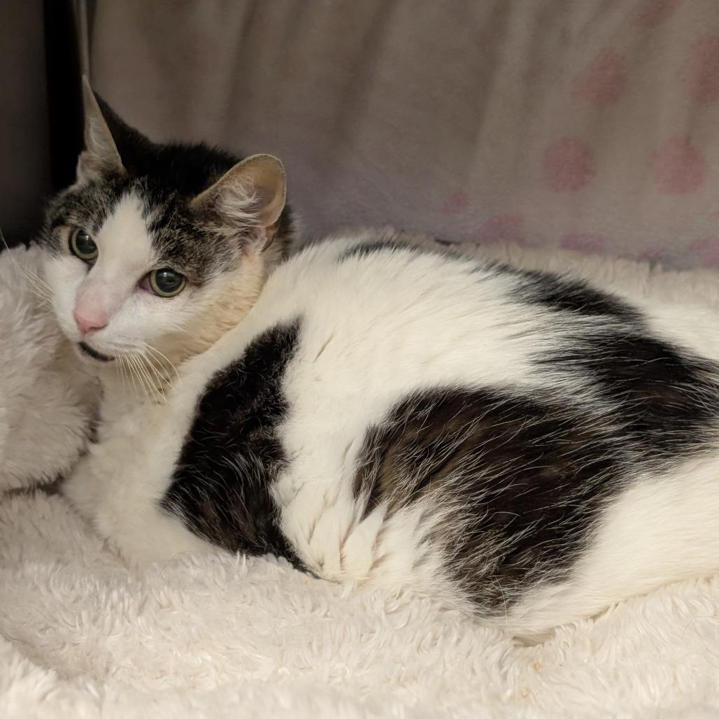 Enlarge Cartman, a Adoptable Domestic Short Hair in Pittsburgh, PA image 6/6
