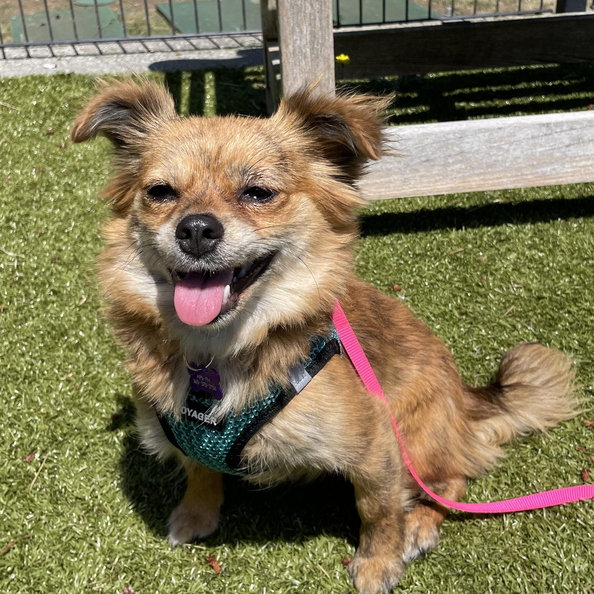 Nutmeg, a ADOPTABLE mixed breed in Friday Harbor, WA image 1/2