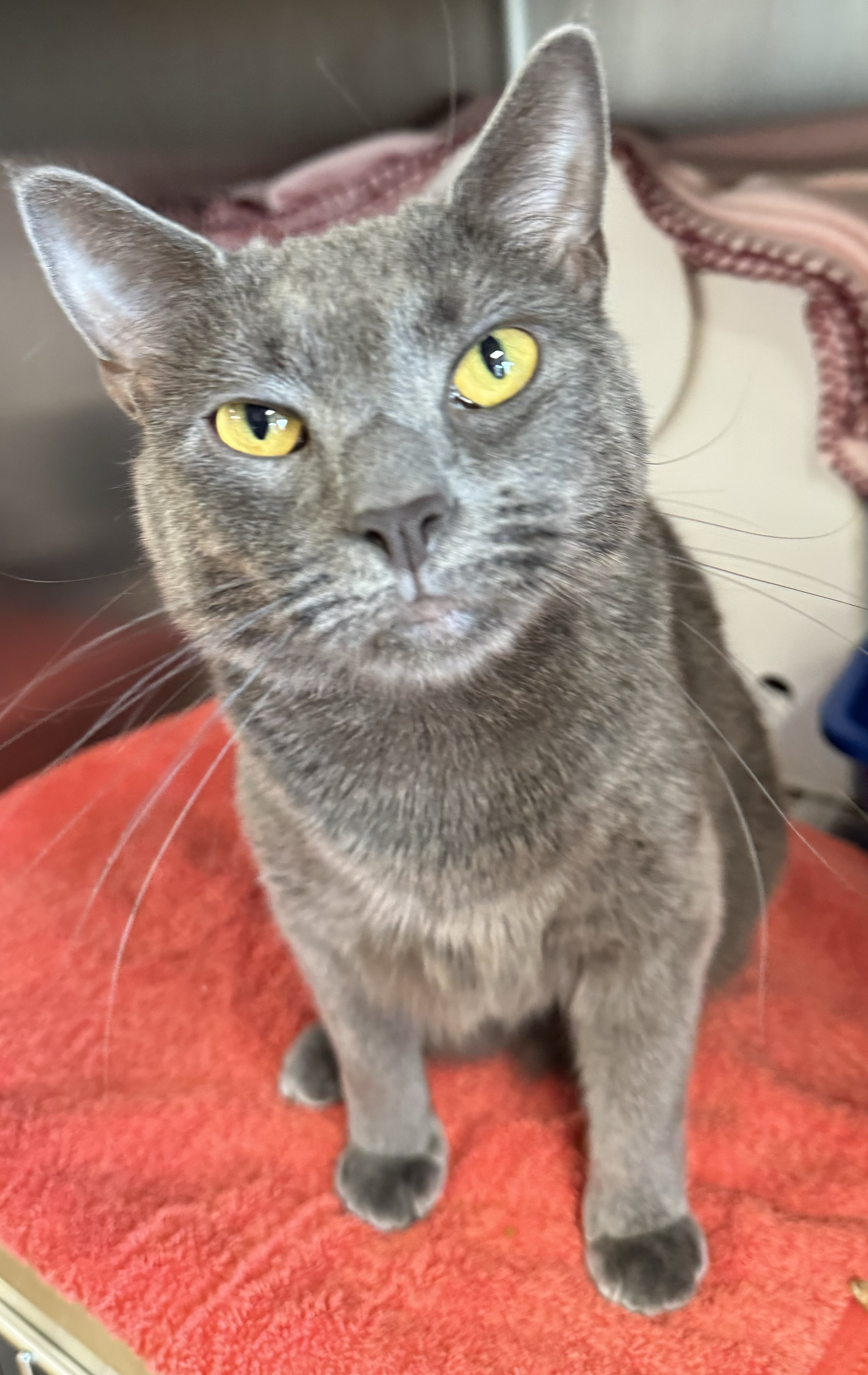 Enlarge Karen, a Adoptable Domestic Short Hair in Ocean City, NJ image 1/1