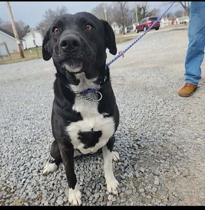 Enlarge Tilly, an adopted mixed breed in Downers Grove, IL image 3/3