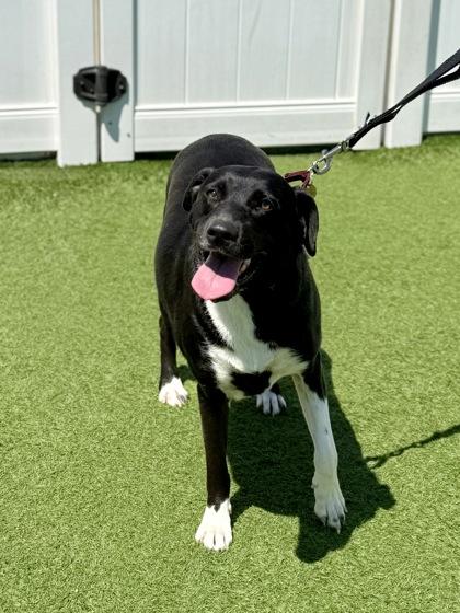 Tilly, adopted, Adult Female Retriever.