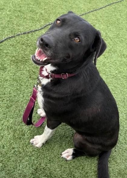 Enlarge Tilly, an adopted mixed breed in Downers Grove, IL image 2/3