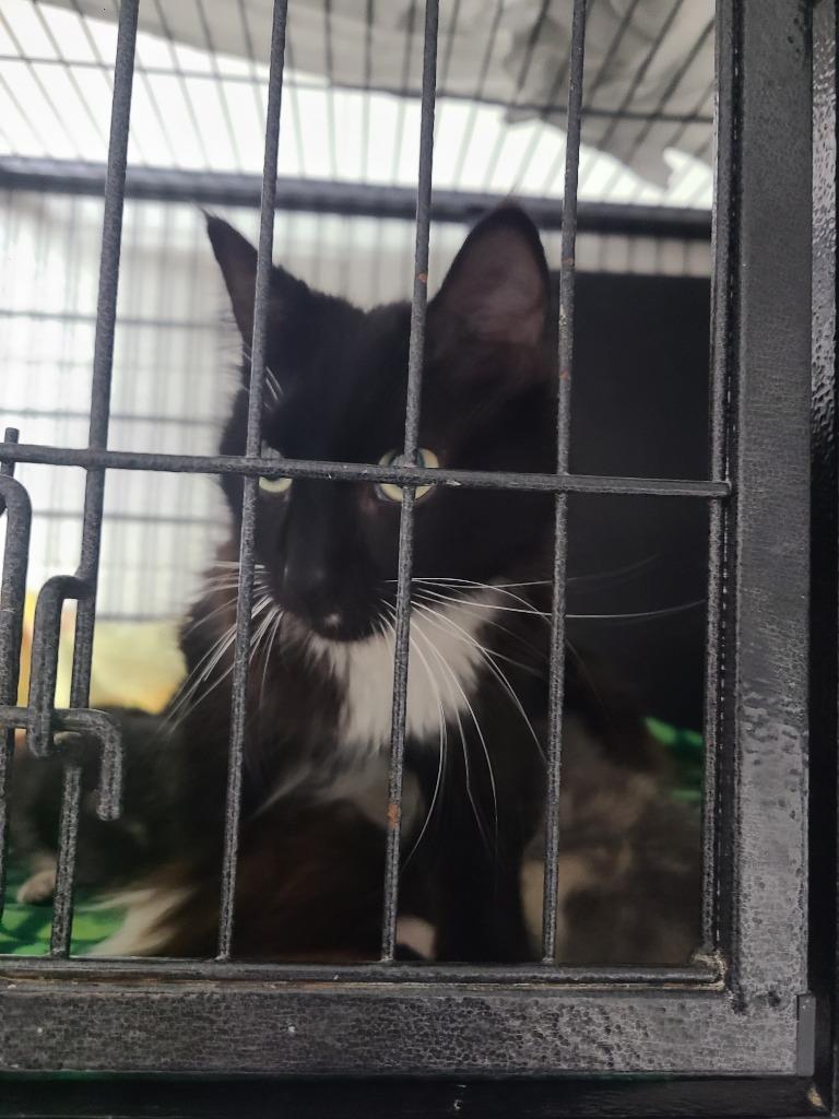 C403-26, Adoptable, Young Female Domestic Short Hair.