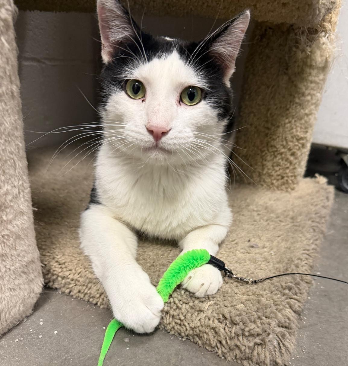 Zido, a ADOPTABLE Domestic Short Hair in Las Vegas, NV image 1/5