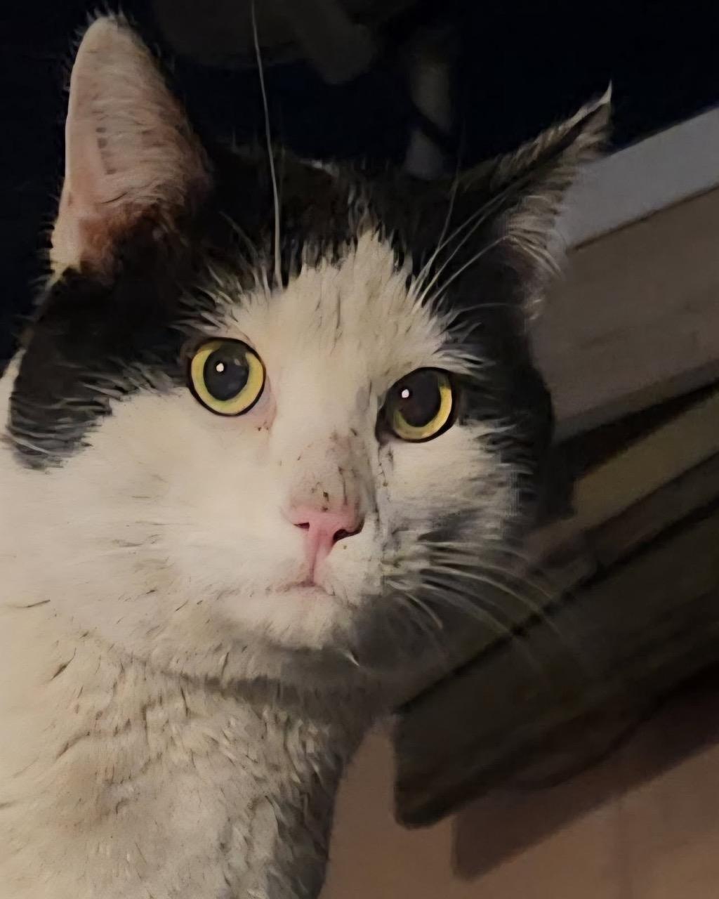 Zido, a ADOPTABLE Domestic Short Hair in Las Vegas, NV image 3/3