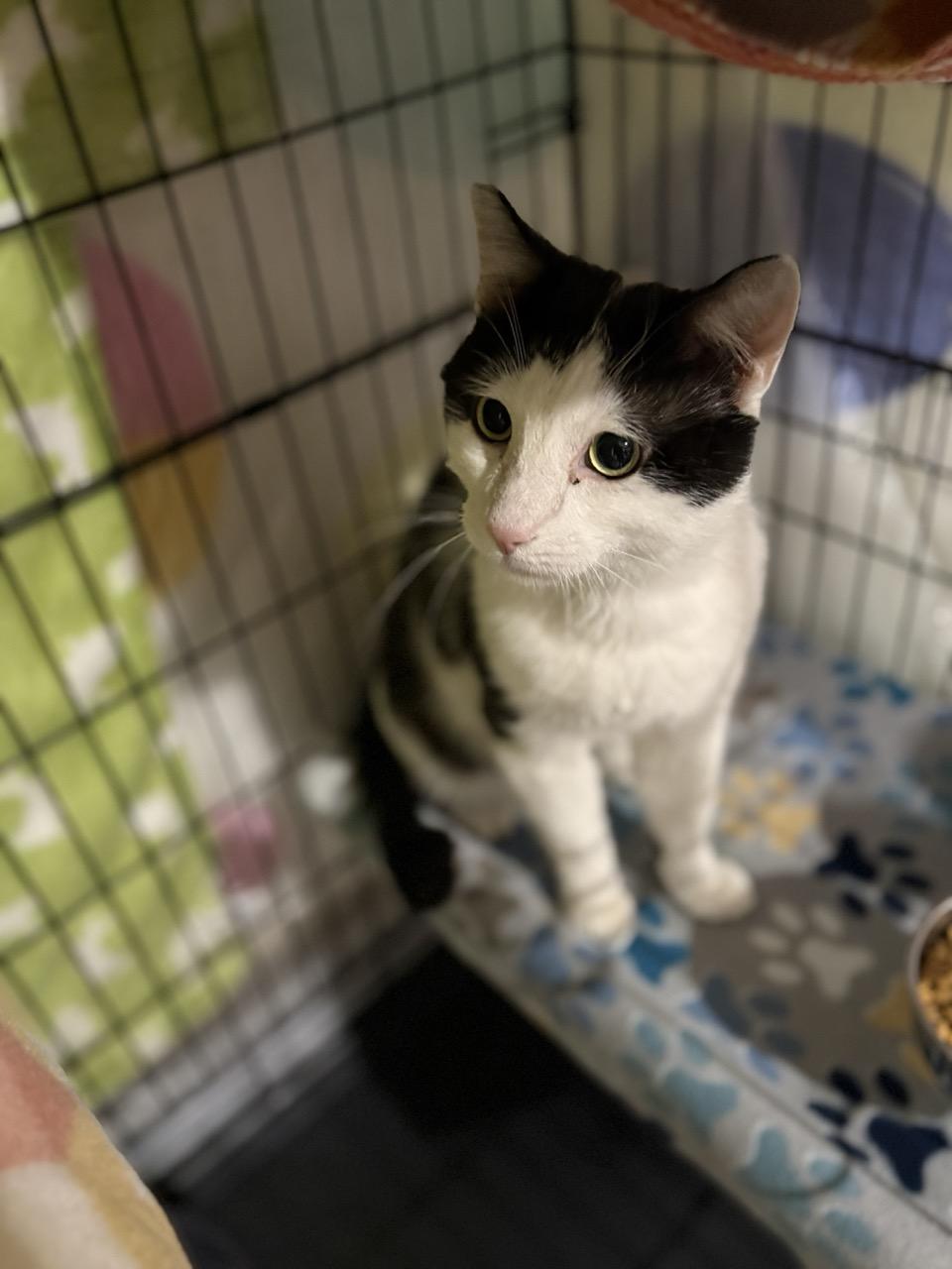 Zido, a ADOPTABLE Domestic Short Hair in Las Vegas, NV image 2/3