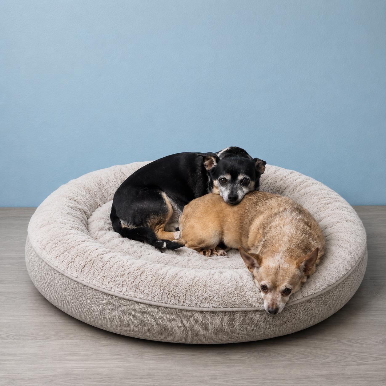 Mocha & Mystique, ADOPTABLE, Senior Female Chihuahua.