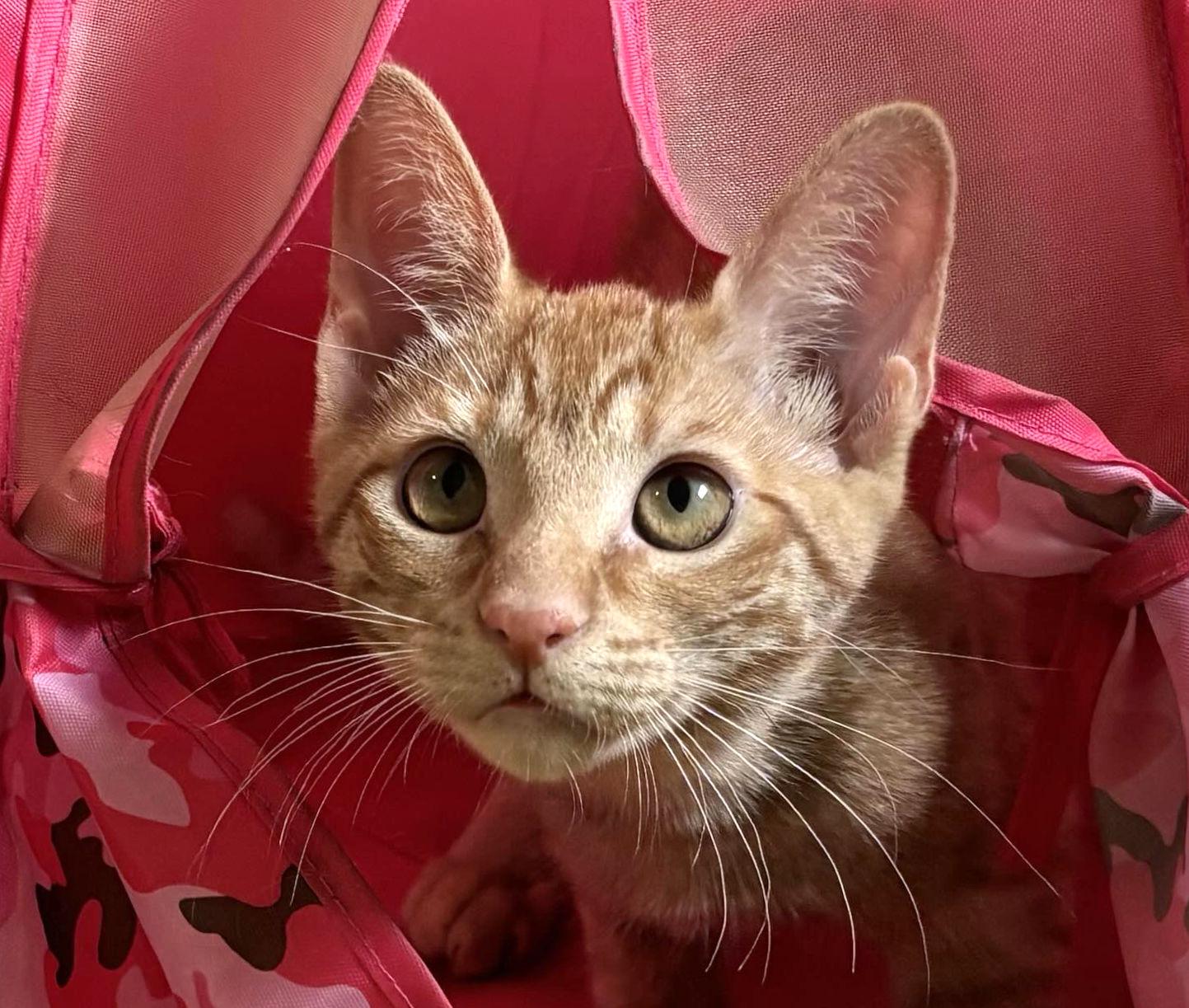 Reba, ADOPTABLE, Kitten Female Domestic Short Hair.