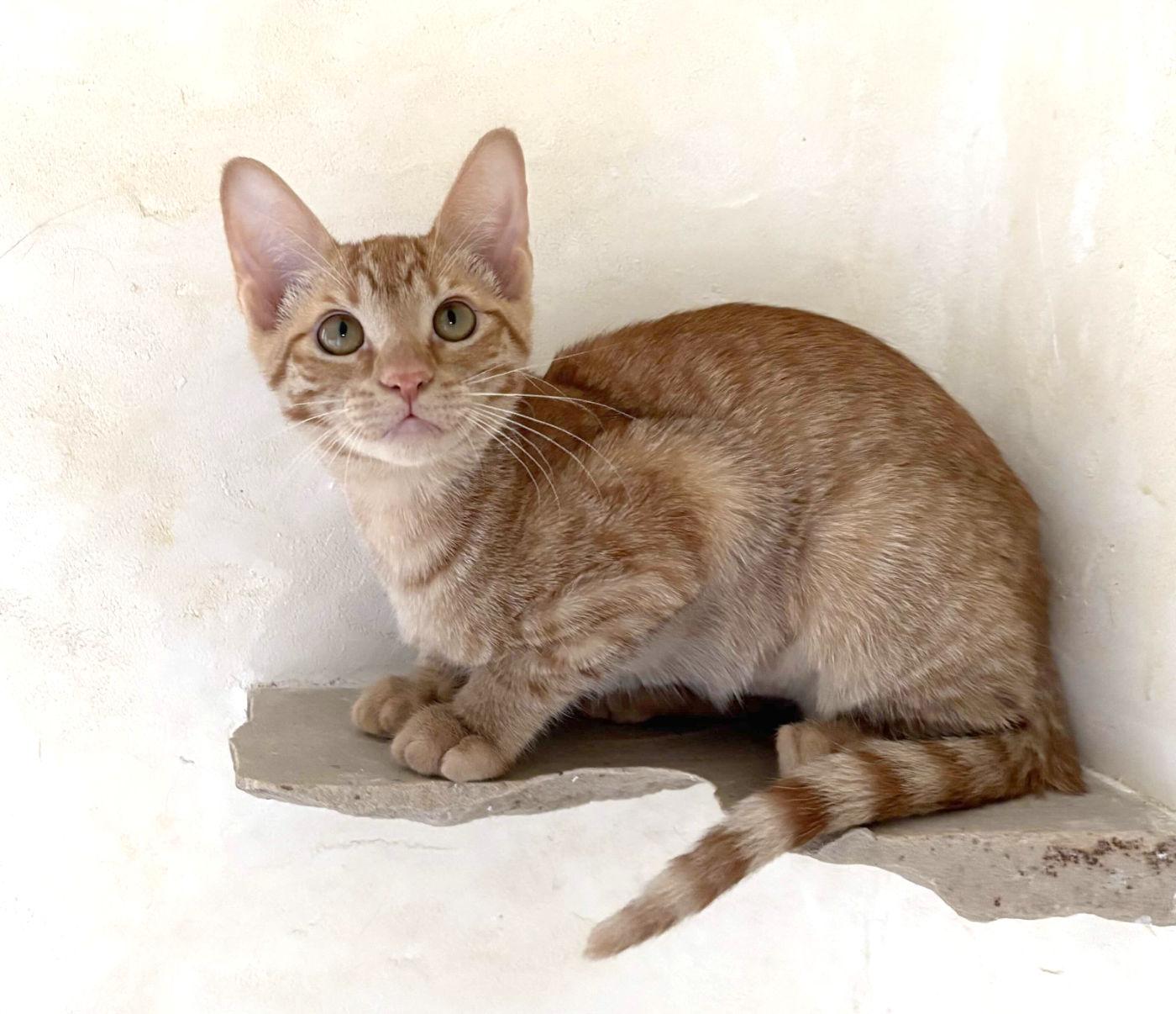 Reba, a ADOPTABLE mixed breed in Manitou Springs, CO image 4/6
