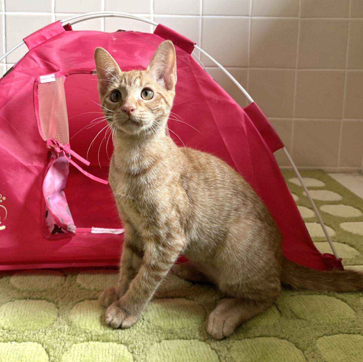 Reba, a ADOPTABLE mixed breed in Manitou Springs, CO image 3/6