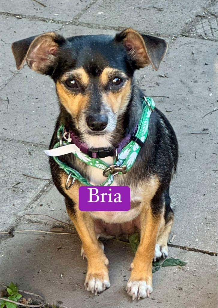 Bria, a Adoptable Chihuahua in Buffalo, NY image 1/2