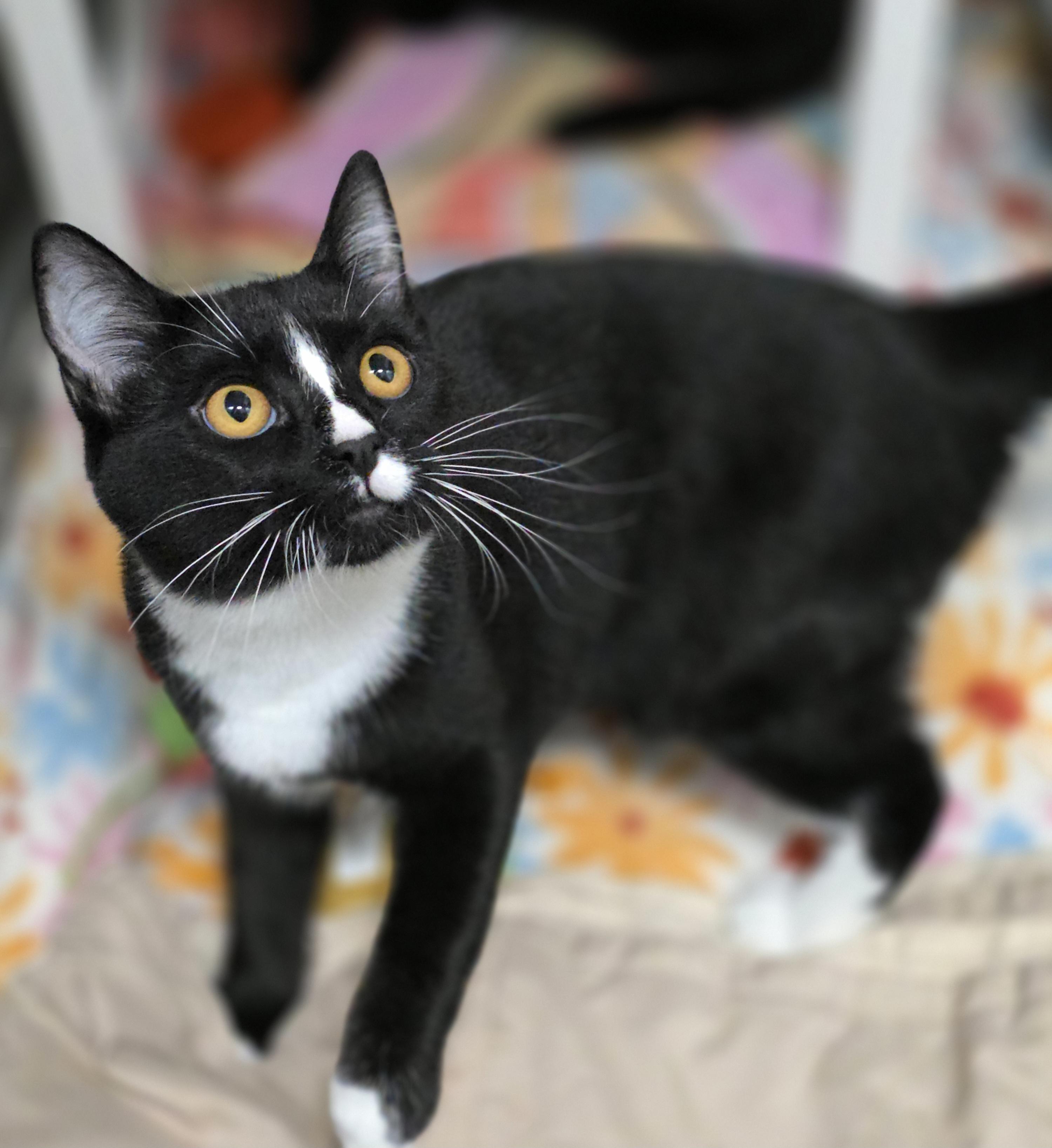 Ali and Lucille (Bonded pair), a Adoptable Domestic Short Hair in Beaverton, OR image 3/4