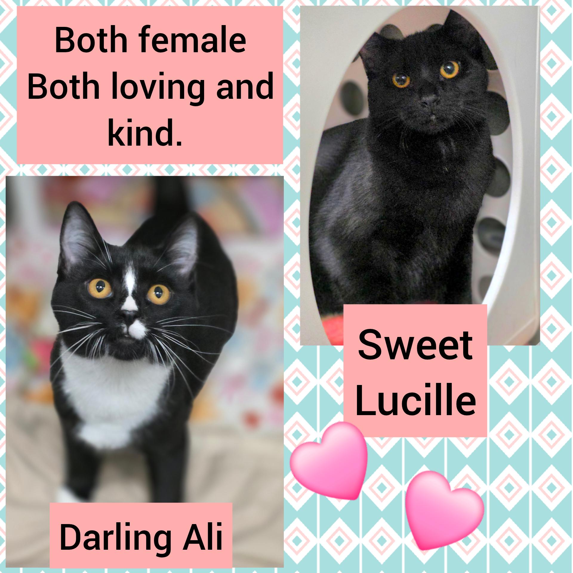 Ali and Lucille (Bonded pair), Adoptable, Kitten Female Domestic Short Hair.