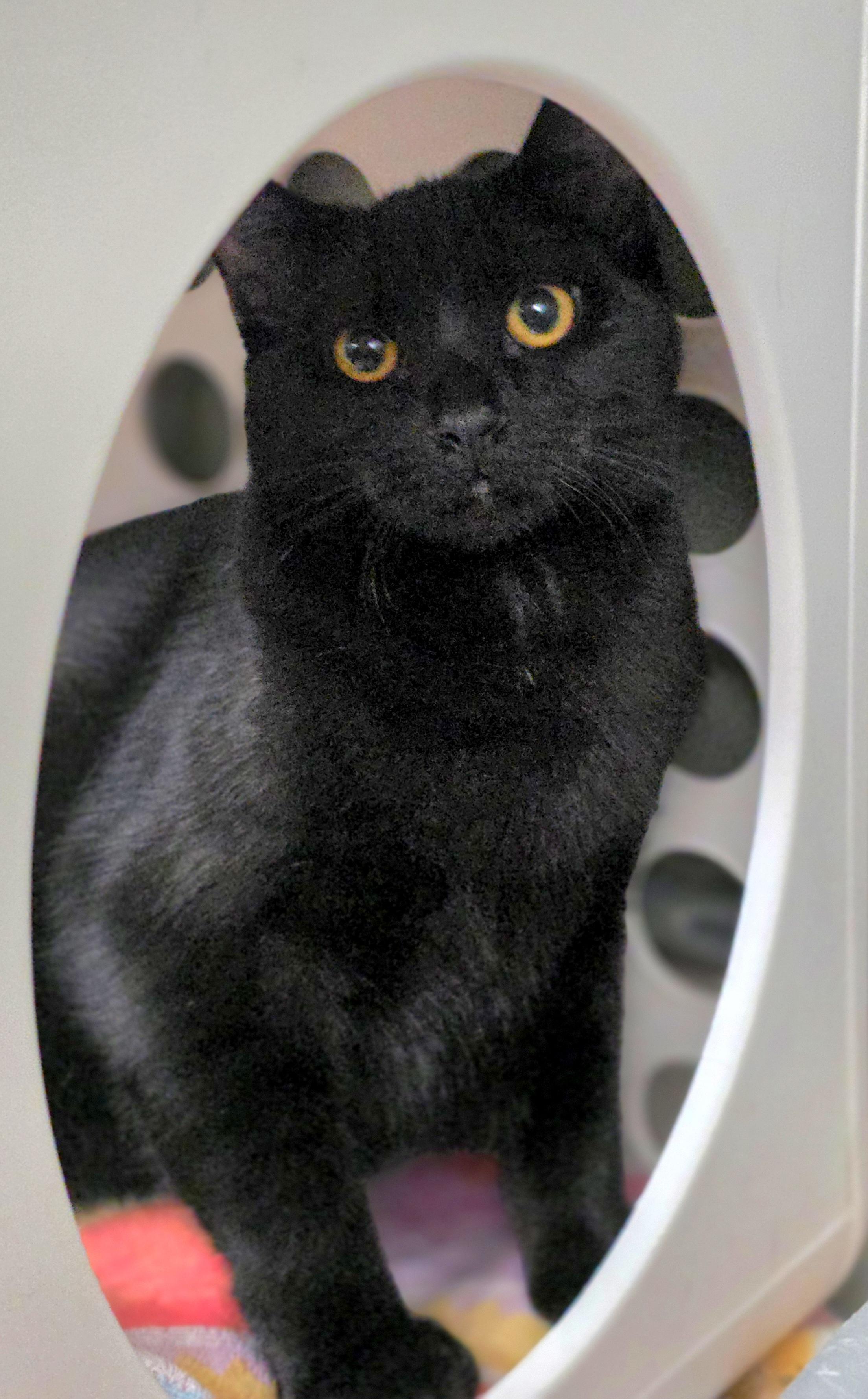 Ali and Lucille (Bonded pair), a Adoptable Domestic Short Hair in Beaverton, OR image 4/4