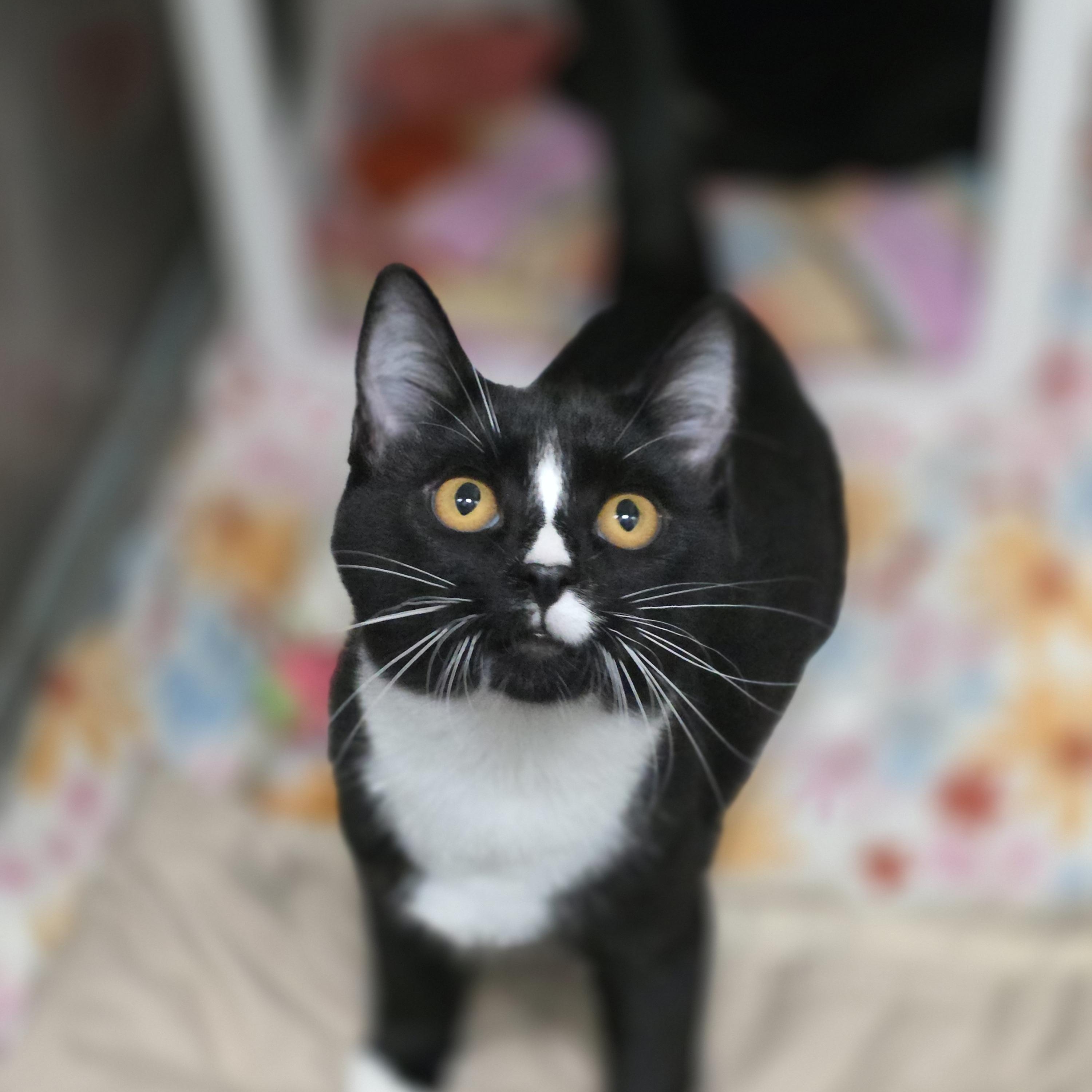 Ali and Lucille (Bonded pair), a Adoptable Domestic Short Hair in Beaverton, OR image 2/4