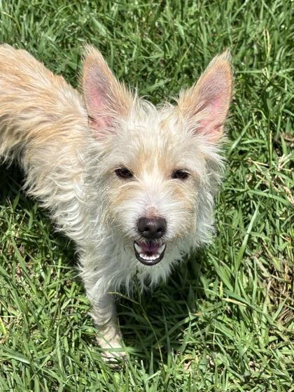 Gill, a Adoptable mixed breed in Houston, TX image 1/2