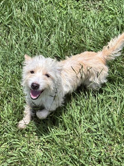 Gill, a Adoptable mixed breed in Houston, TX image 2/2