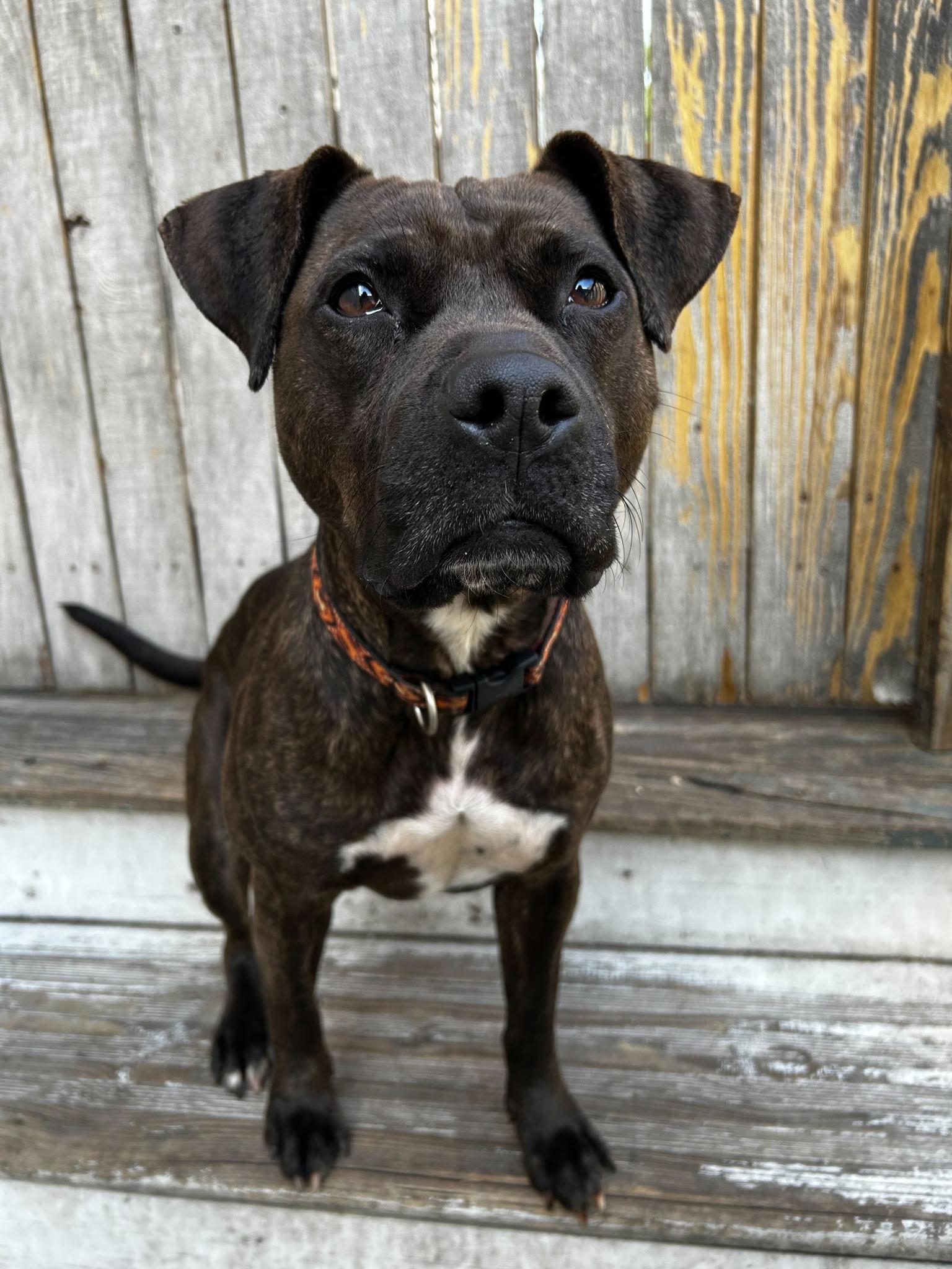 Marnie Staffordshire Bull Terrier Dog