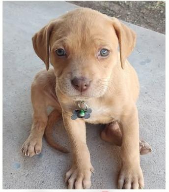 Goldie, Adoptable, Puppy Female Labrador Retriever.