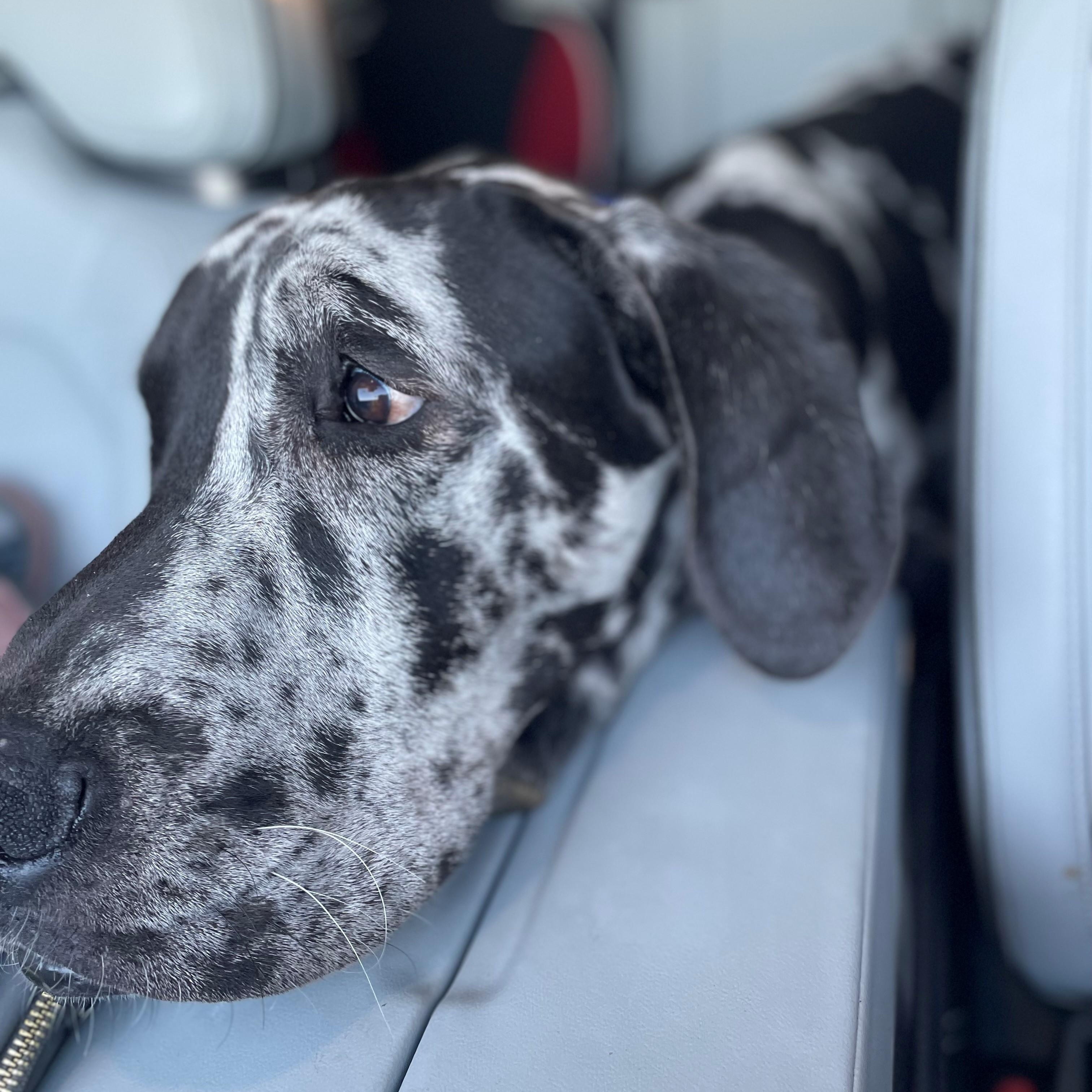 Benson, Adopted, Young Male Great Dane.