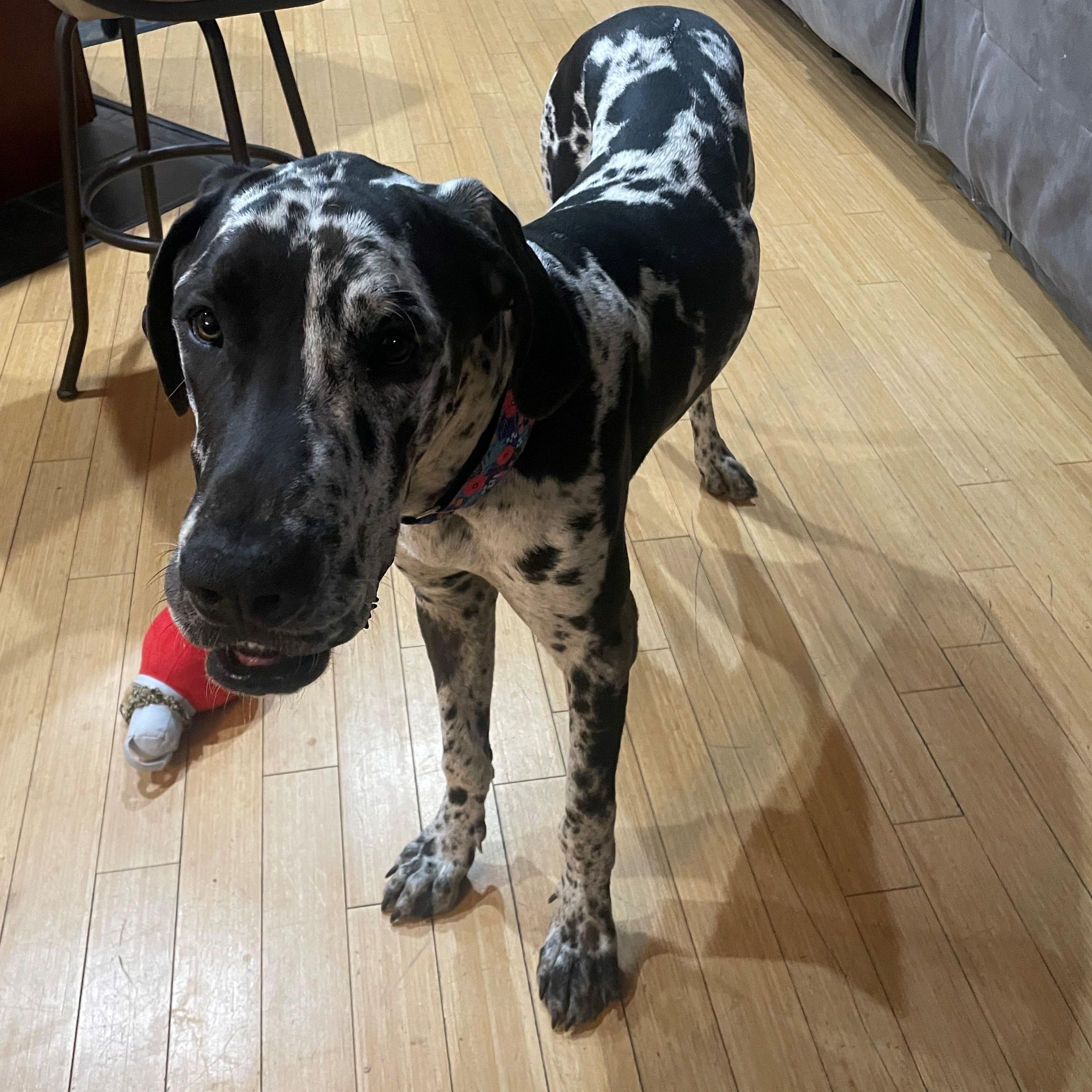 Enlarge Benson, a Adopted Great Dane in Mesa, AZ image 2/5