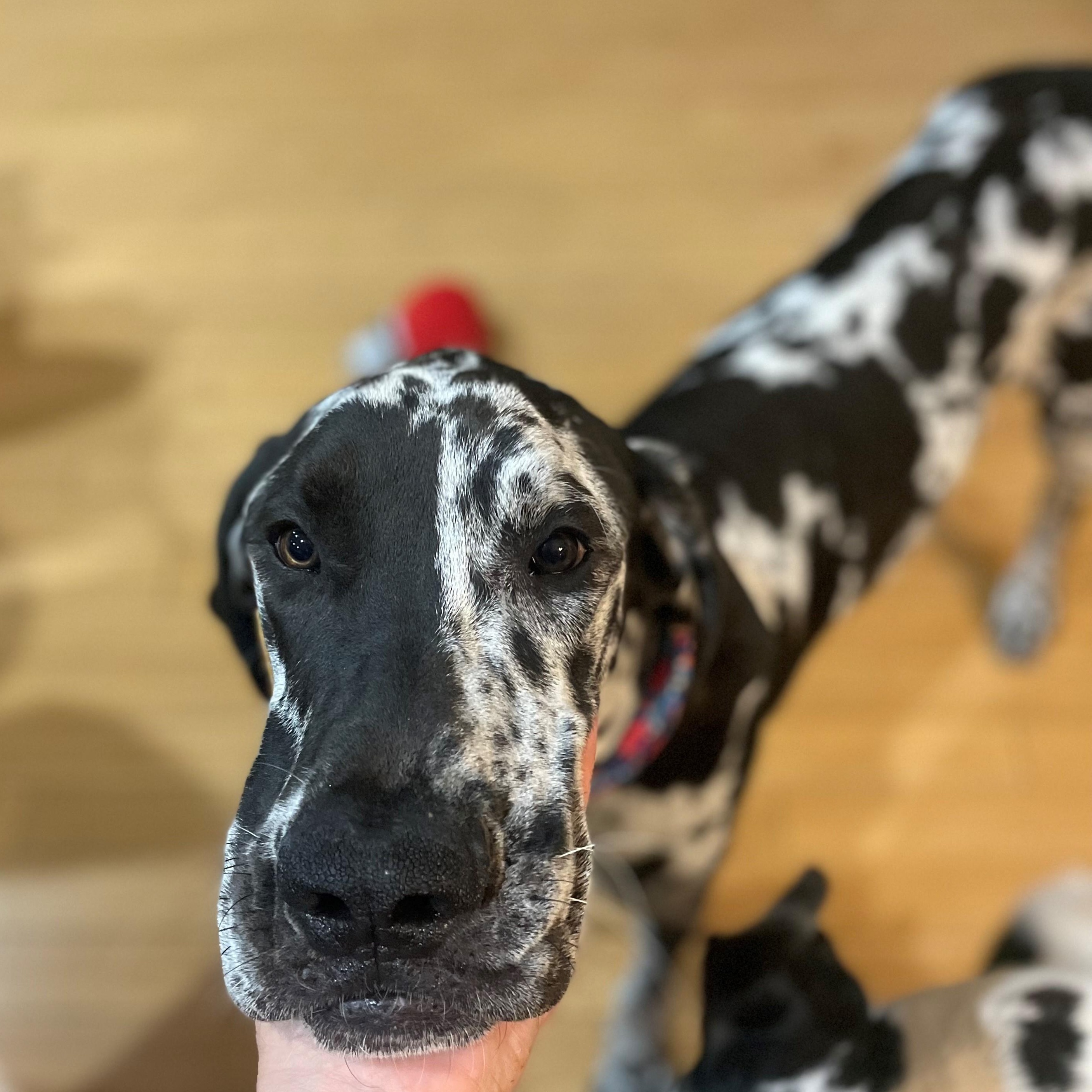 Enlarge Benson, a Adopted Great Dane in Mesa, AZ image 3/5