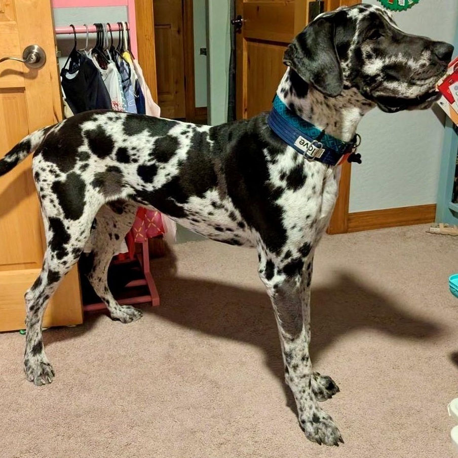 Enlarge Benson, a Adopted Great Dane in Mesa, AZ image 4/5