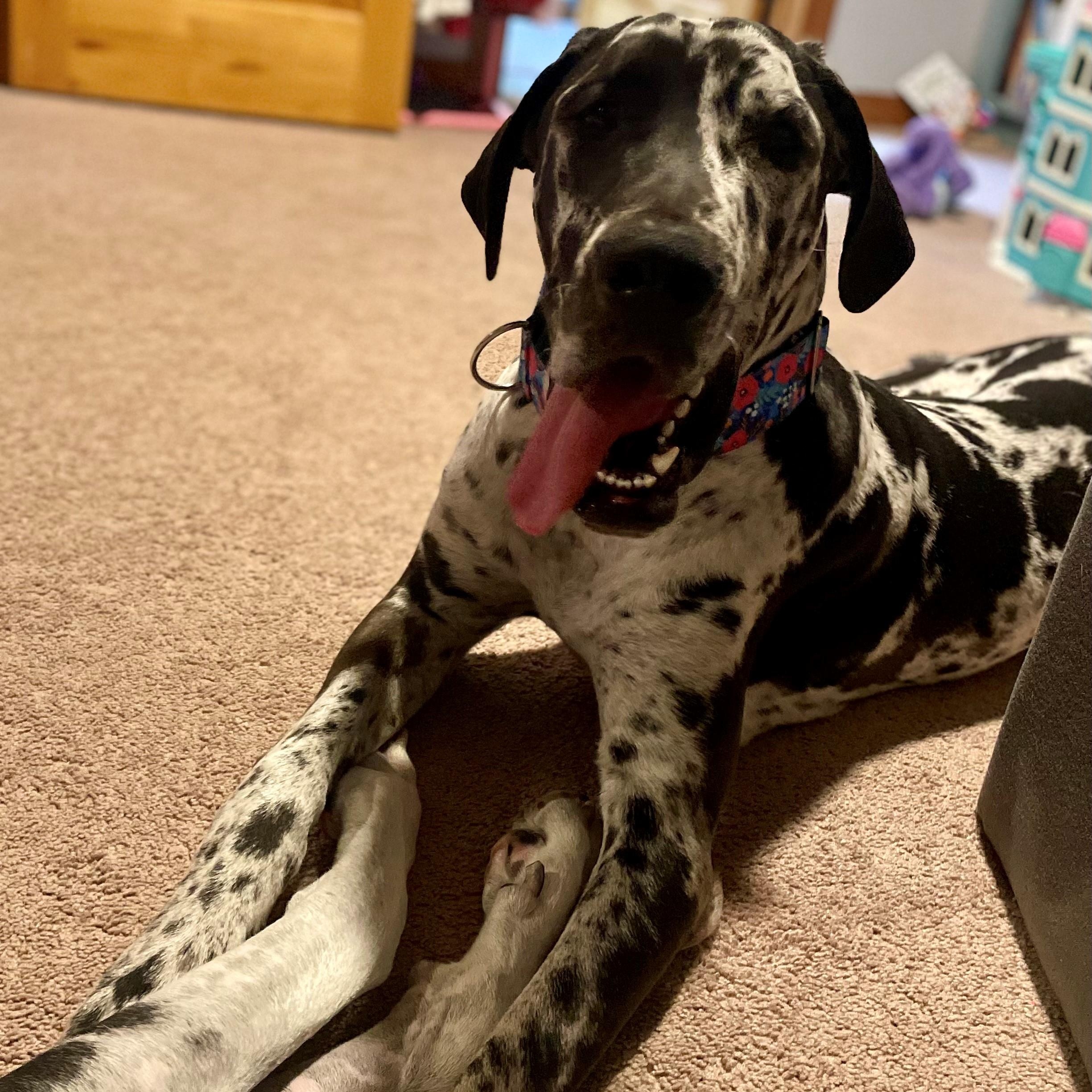 Enlarge Benson, a Adopted Great Dane in Mesa, AZ image 5/5