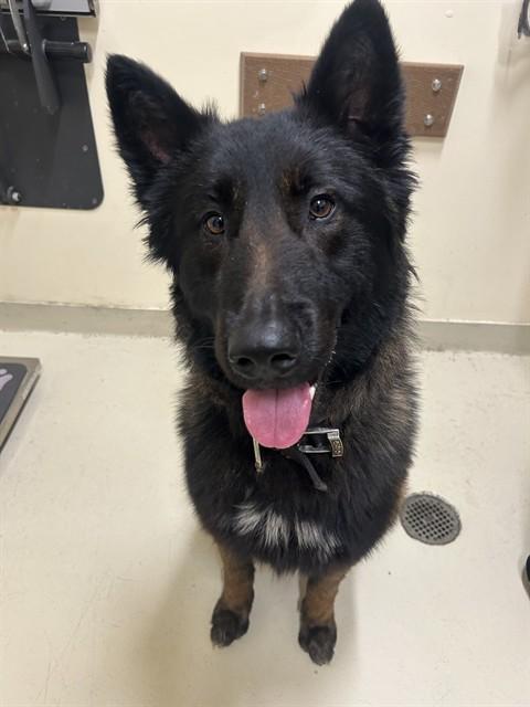 SMOKEY, Adoptable, Adult Male Belgian Shepherd / Malinois.