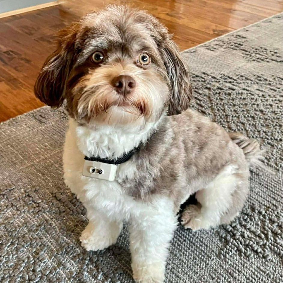 Milo, ADOPTABLE, Adult Male Havanese.