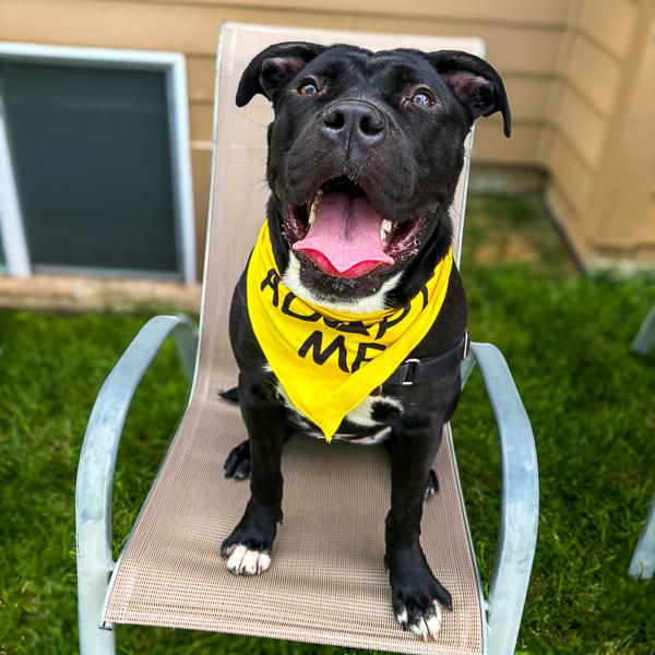 Ms Sturdy, a Adoptable mixed breed in Des Moines, IA image 1/6