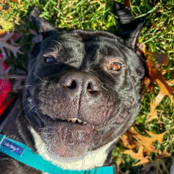 Enlarge Susie, a Adoptable mixed breed in Des Moines, IA image 1/4