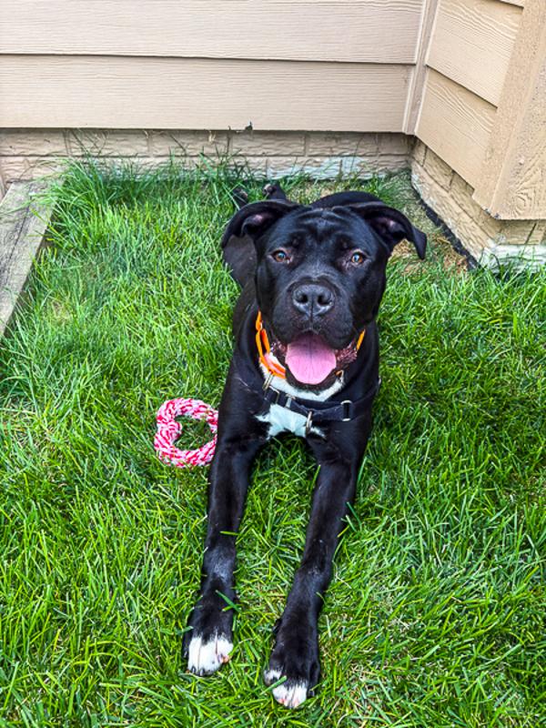 Enlarge Susie, a Adoptable mixed breed in Des Moines, IA image 2/4