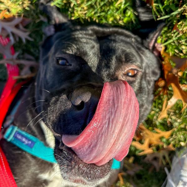 Enlarge Susie, a Adoptable mixed breed in Des Moines, IA image 3/4