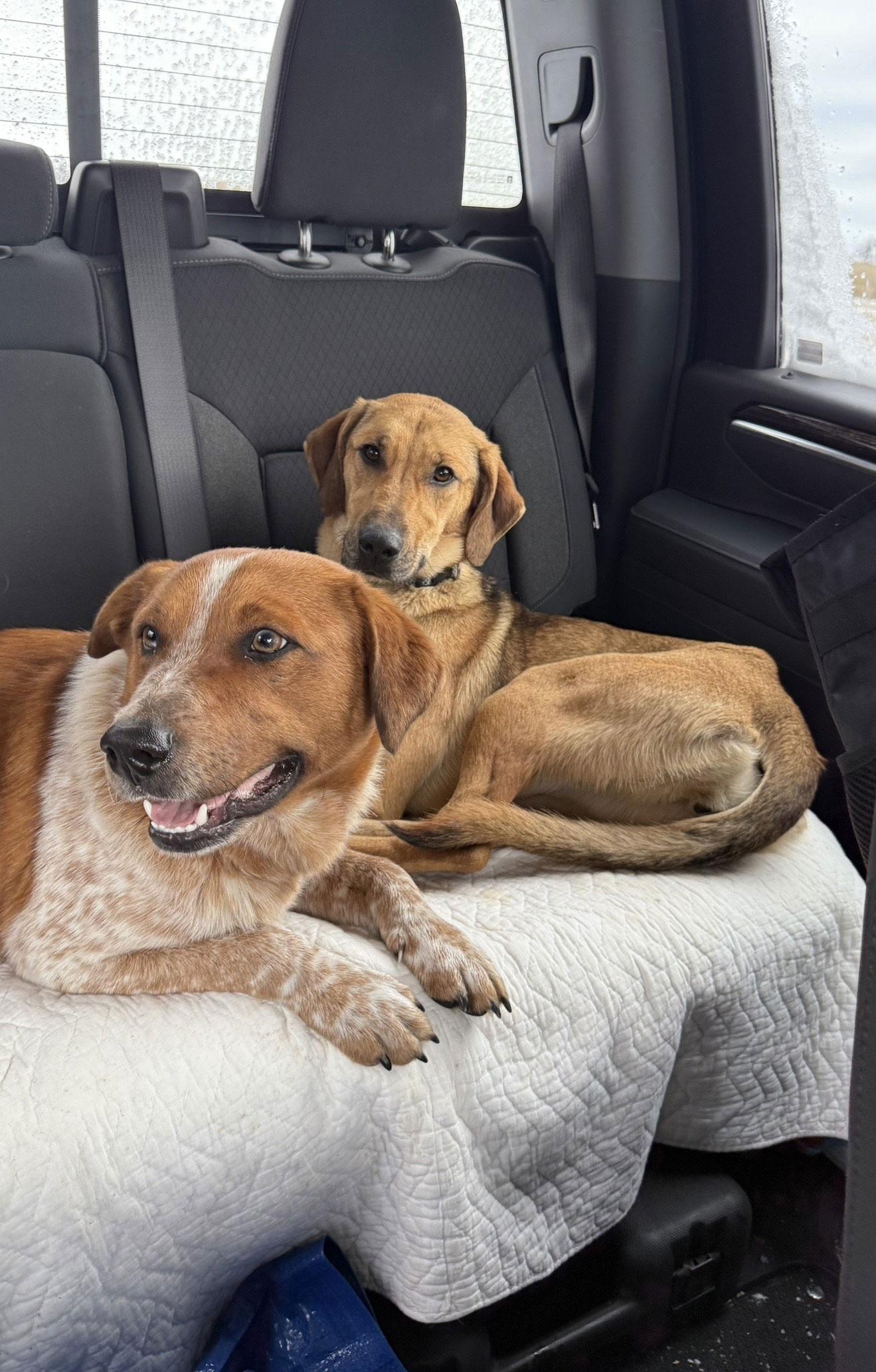 Enlarge Marsh, a Adoptable Australian Cattle Dog / Blue Heeler in Williamsburg, IA image 2/2