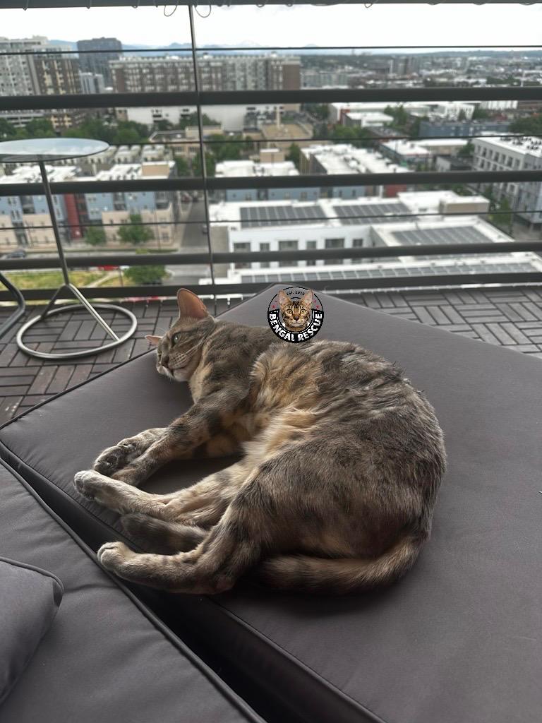 Belle, a Adoptable Bengal in Denver, CO image 2/6