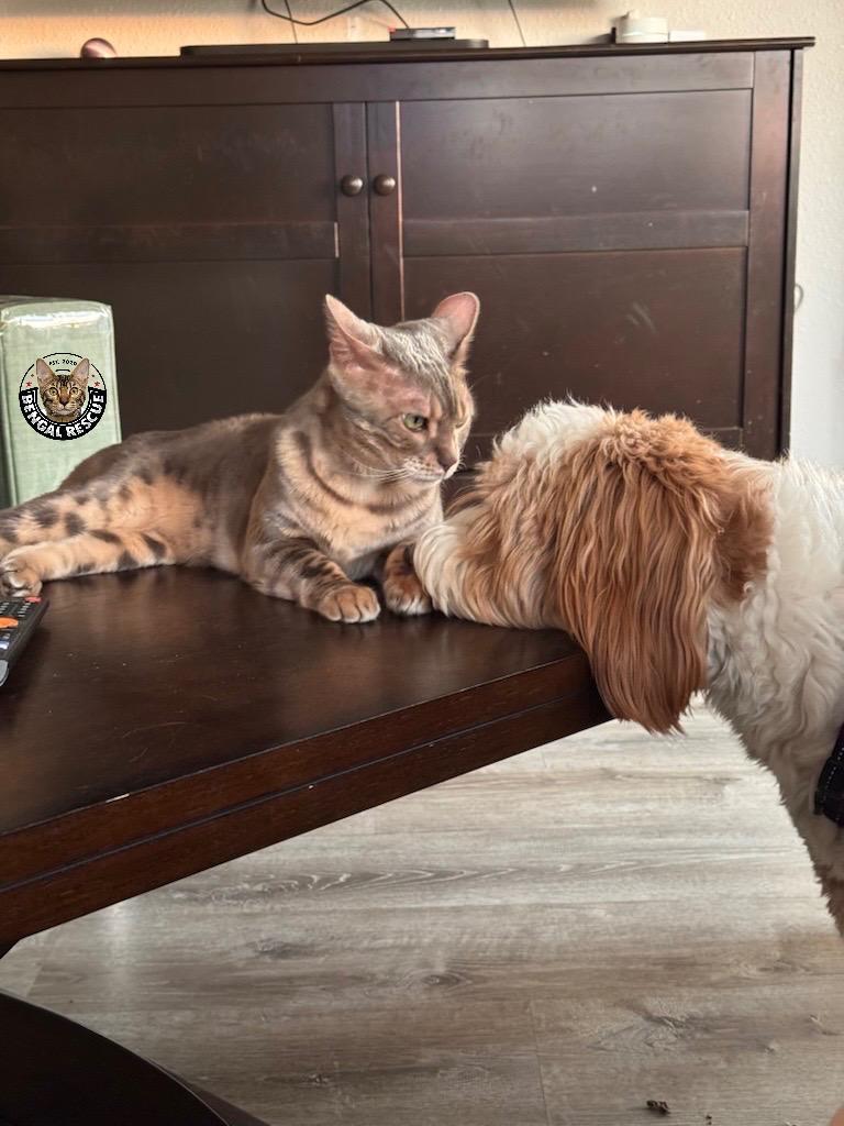 Belle, a Adoptable Bengal in Denver, CO image 3/6