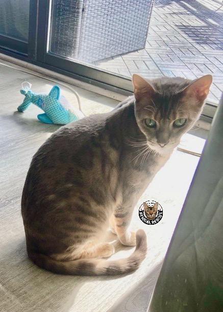 Belle, a Adoptable Bengal in Denver, CO image 4/6