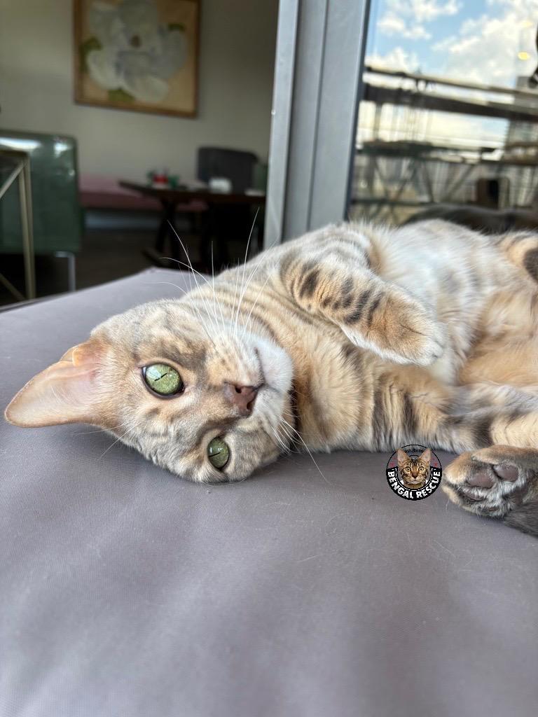 Belle, Adoptable, Adult Female Bengal.