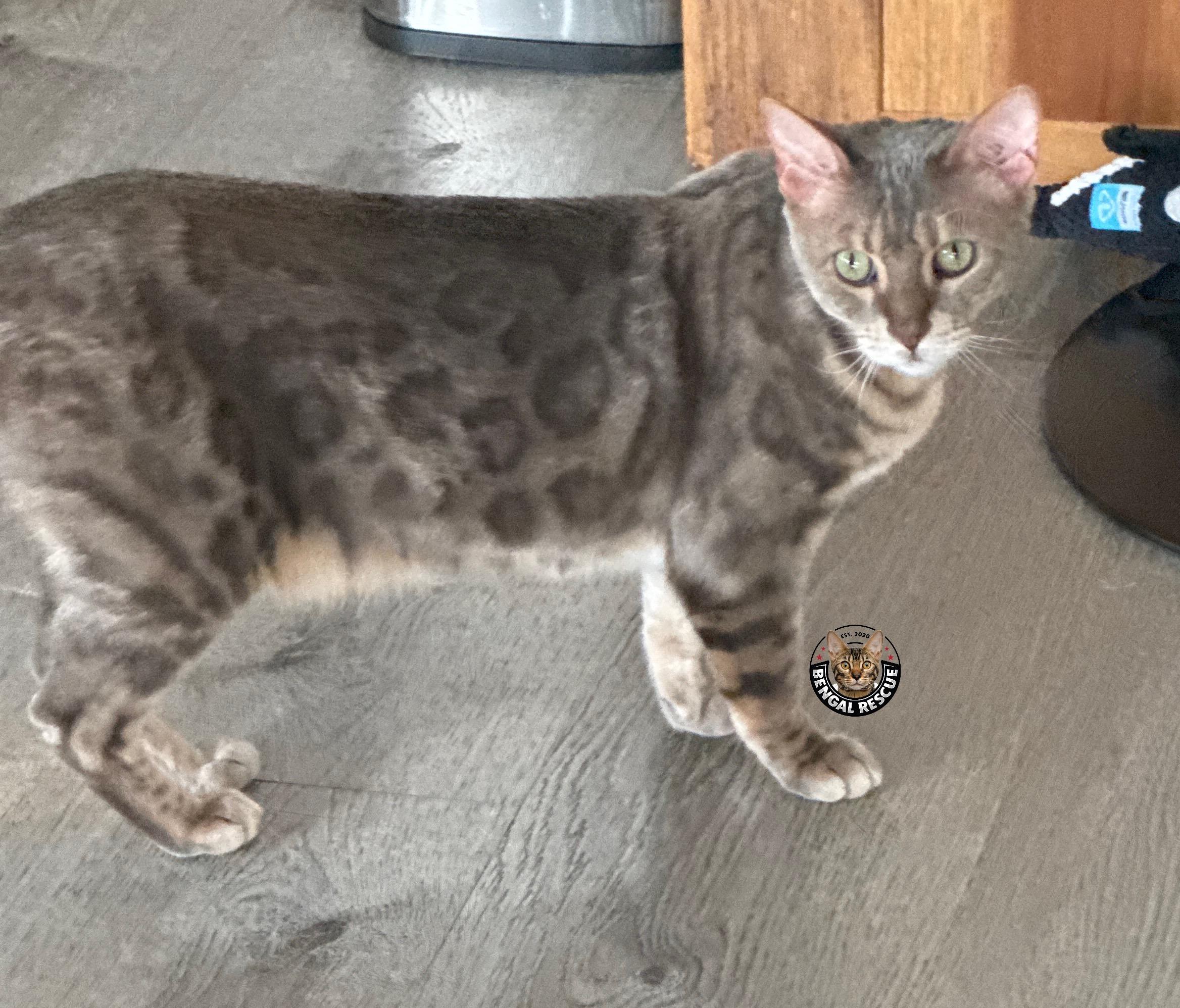 Belle, a Adoptable Bengal in Denver, CO image 5/6