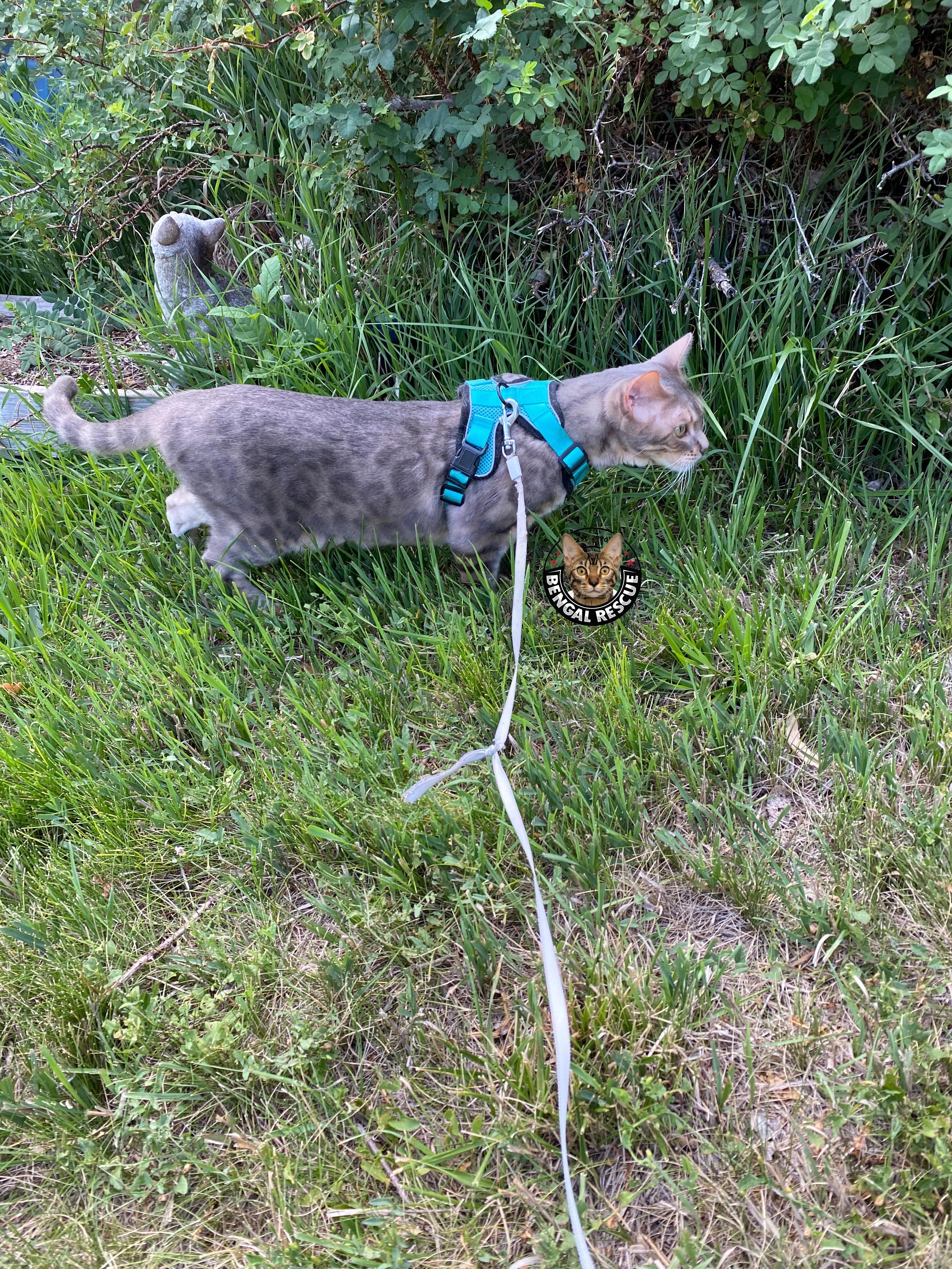 Belle, a Adoptable Bengal in Denver, CO image 6/6