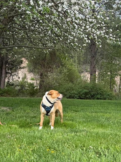 Enlarge Cowboy, an adoptable mixed breed in Libby, MT image 6/6