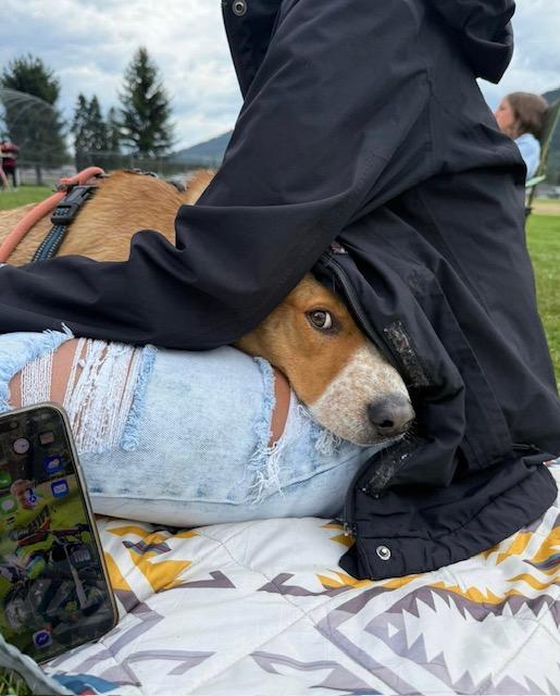Enlarge Cowboy, an adoptable mixed breed in Libby, MT image 3/6