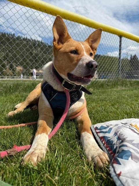 Enlarge Cowboy, an adoptable mixed breed in Libby, MT image 1/6