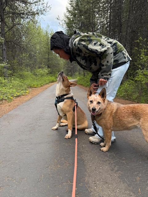 Enlarge Cowboy, an adoptable mixed breed in Libby, MT image 5/6