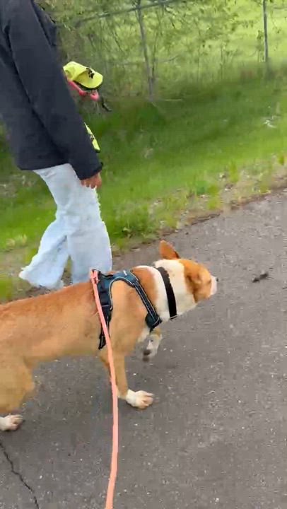 Enlarge Cowboy, an adoptable mixed breed in Libby, MT video 2/6