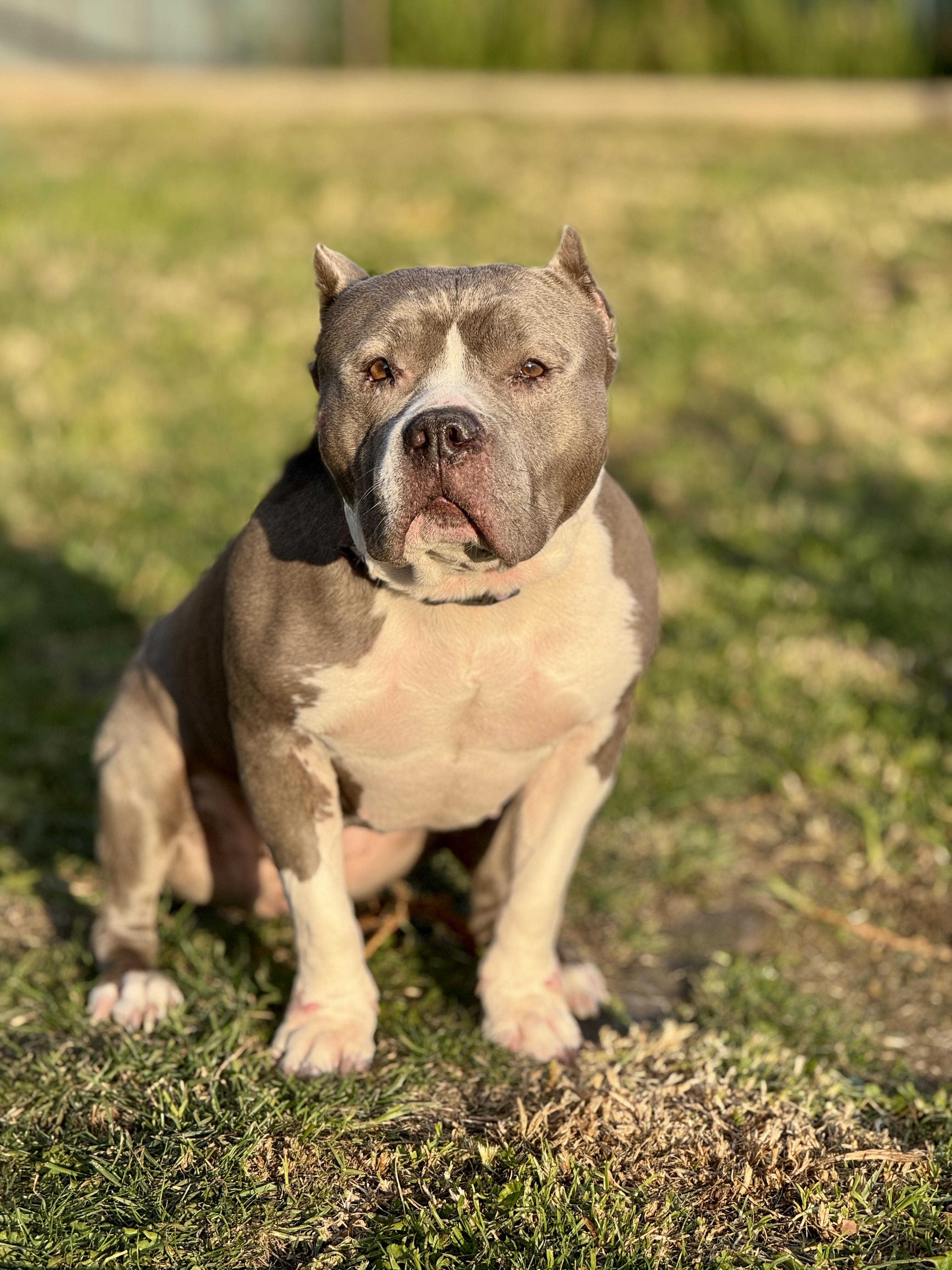 Gloria, a Adoptable American Bully in San Francisco, CA image 1/2